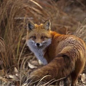 USA, Colorado, Jefferson County. Close-up of red fox