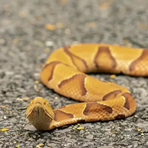 Copperhead Related Images