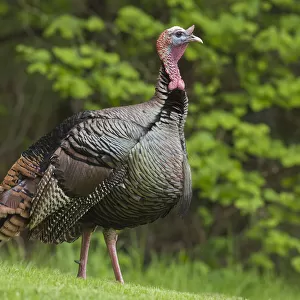 USA, Oregon, Monmouth, Wild Turkey (Meleagris gallopavo) calling