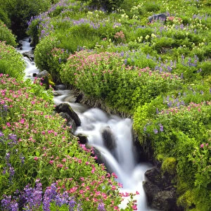 USA, Oregon, Mt. Hood Wilderness, Elk Cove Creek flowing through meadow of wildflowers