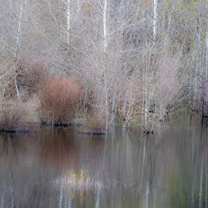 USA, Washington State, Sammamish springtime and alder trees and their reflections in small pond