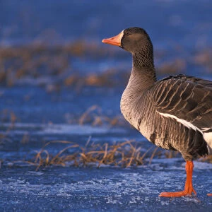 White-fronted goose, Anser albifrons, walking on the frozen 1002 coastal plain of
