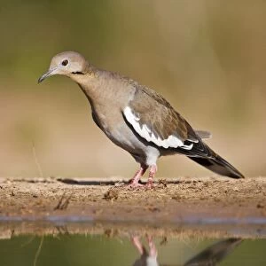 White-winged Dove (Zenaida asiatica) adult on ground foraging for seeds, south Texas, USA