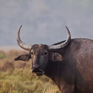 Wild Buffalo, Kaziranga National Park, India