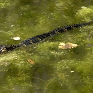 Baby alligator in the Florida Everglades