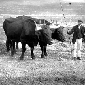 Pair of yoked oxen, with driver. c 1900
