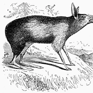 BANDICOOT. The extinct pig-footed bandicoot. Line engraving, 19th century