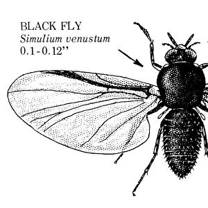 BLACK FLY. Simulium venustum