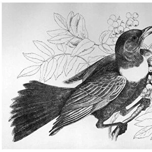 BLACKBURN: BIRDS, 1895. Ring Ouzel. Illustration by Jemima Blackburn, 1895