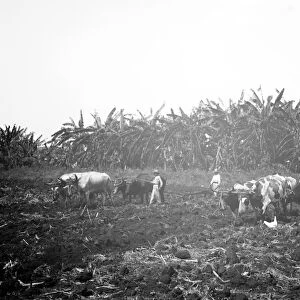 CUBA: SUGAR PLANTATION. Plowing on a Cuban sugar plantation. Photograph, c1904