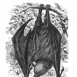 FLYING FOX, OR ROUSSETTE (Pteropus Rubricollis)
