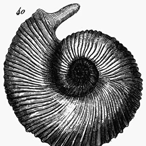 FOSSIL: CRETACEOUS PERIOD. Fossil of a shell from the Cretaceous period. Line engraving, German, 1851