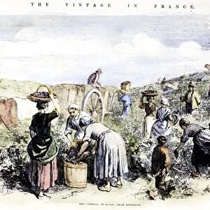 FRANCE: GRAPE HARVEST, 1854. Harvesting grapes in Medoc, in the Bordeaux region of France. Wood engraving, English, 1854