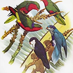 GROUP OF LORYS. Clockwise from top right: Blue-Crowned Lory, Ultramarine Lory, Tahitian Lory, Kuhls Lory, Stephens Lory. Illustration by William T. Cooper