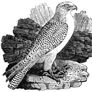 GYRFALCON. Wood engraving, early 19th century