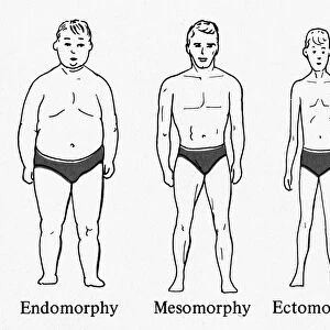 An illustration of the three basic body types, or somatotypes, believed to be related to differences in human temperament according to American psychologist William Herbert Sheldon, whose theories became popular in the 1940s and 50s. Left to right: Endomorphic, mesomorphic, and ectomorphic