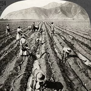 PERU: SUGAR CANE, c1910. Planting sugar cane in a large hacienda near Lima, Peru