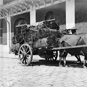 PHILIPPINES, c1900. A carabao pulling a wagon full of tobacco in the Philippines