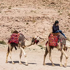 Asia Jordan Ma`an Petra animal camel desert geology