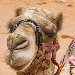 A camel at Petra, Jordan