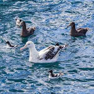 A Gibson`s wandering albatross, two northern giant petrels and four Snares cape petrel at Kaikoura in Canterbury, New Zealand