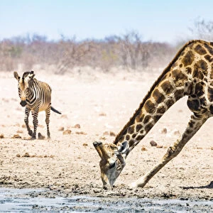 A giraffe and a zebra in Etosha National Park, Namibia