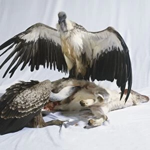 Two African white-backed vultures (Gyps africanus) standing over a dead lamb eating it