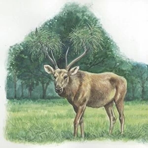 Barasingha Cervus duvauceli, male with antlers adorned with tufts of grass during mating season, illustration
