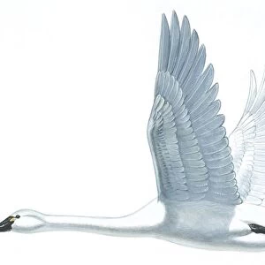 Birds: Anseriformes, Trumpeter Swan, (Cygnus buccinator), illustration