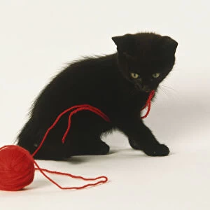 Black kitten (Felis sylvestris catus) playing with red ball of wool