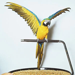 Blue-and-yellow Macaw (Ara ararauna) perching on metal bar with wings raised up, front view