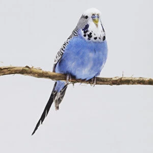 A blue Budgerigar (Melopsittacus undulatus) perching on a twig, front view