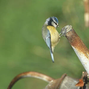 Blue Tit, Parus caeruleus, perched on rusting spout of metal watering can, close-up