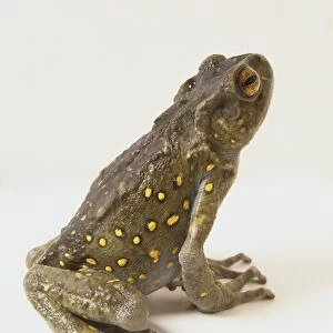 Boulengers Asian Tree Toad (Pedostibes hosii), a grey-green toad with yellow-dotted skin, sitting, looking up, side view