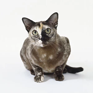 Brown Tortie Burmese cat with asymetrical markings and large lustrous eyes, standing