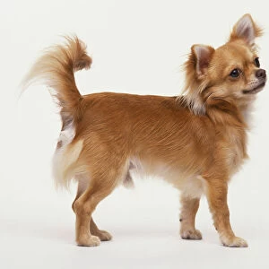 Chihuahua (Canis lupus familiaris) standing, tail pointing up, head tilted, side view