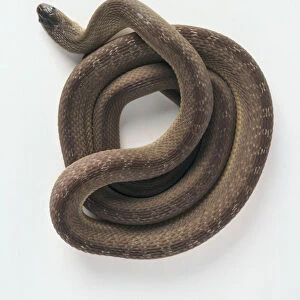 Common egg-eating snake (Dasypeltis scabra) curled up