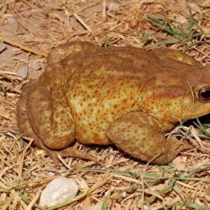 Common Toad. Bufo Bufo