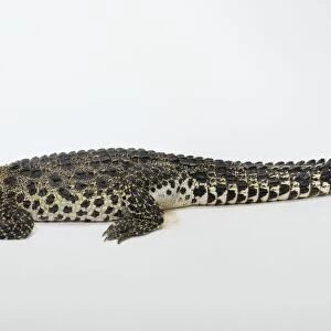 Crocodylus rhombifer (Cuban crocodile) showing natural pattern on scaly skin