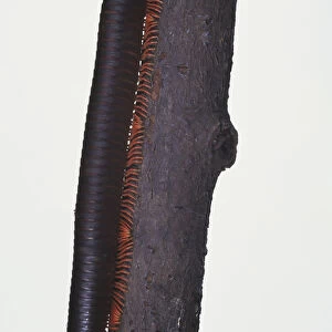 Cylinder Millipedes, Julidae, on branch