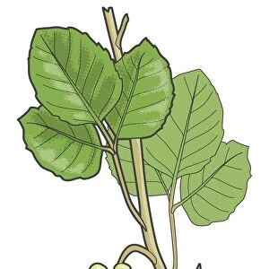 Digital illustration of Toxicodendron diversilobum (syn. Rhus diversiloba; Western Poison-oak or Pacific Poison-oak), leaves and berries on stem