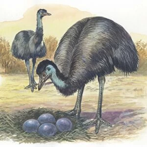 Emu Dromaius novaehollandiae at nest with eggs, illustration