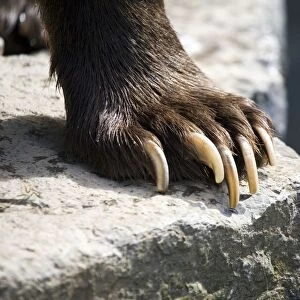 Eurasian Brown Bear (Ursus arctos arctos), close-up of claws