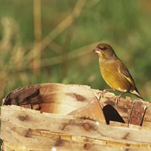 European Greenfinch, Carduelis chloris, perched on wooden trug, close-up