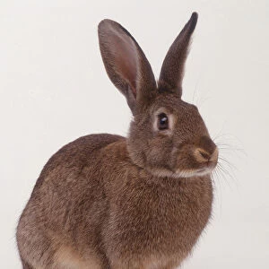 European Rabbit (Oryctolagus cuniculus) stitting with pricked ears