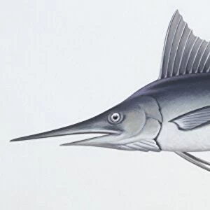 Fishes: Beloniformes, Mediterranean spearfish (Tetrapturus belone )