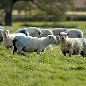 Flock of sheep (ovis aries) in field