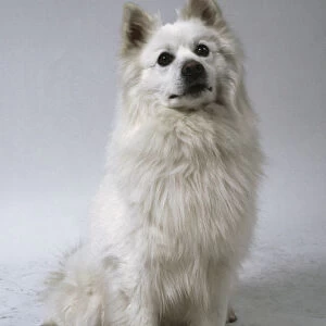 A giant German spitz with a thick bushy white coat sits on its haunches and pricks up its ears