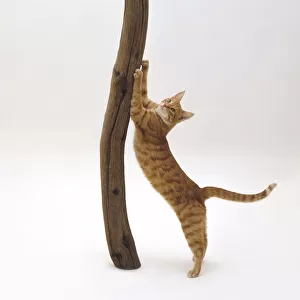 Ginger mackerel tabby cat stretching up and scratching on tree trunk