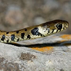 Grass Snake Or Ringed Snake. Natrix Natrix